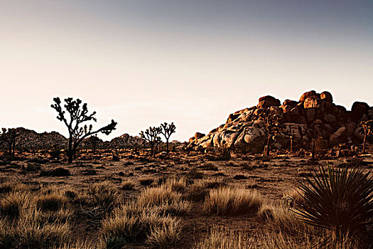 岩石构造,约书亚树,黄昏,约书亚树国家公园,加利福尼亚,美国