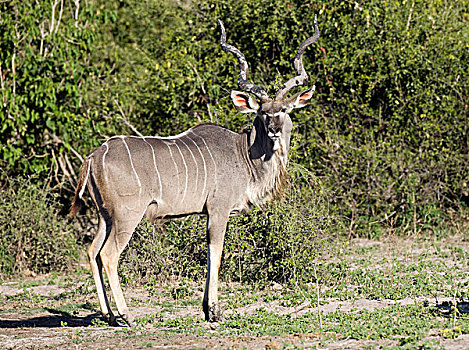 捻角羚,乔贝国家公园,博茨瓦纳,非洲
