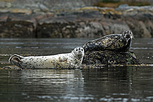斑海豹,加拿大