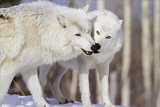 一对,北极,狼,哺乳动物,北安大略,加拿大,北美,动物