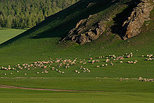 成群,绵羊,草地,鄂尔浑,瀑布,正面,山峦,自然,自然保护区,蒙古,亚洲
