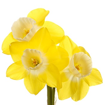 三个,黄色,白色,长寿花,花