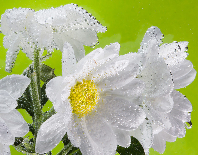 白色_菊花_水滴_綠色背景_圖片素材