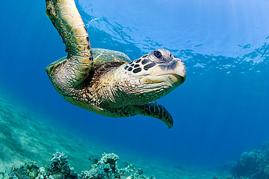 夏威夷,毛伊岛,绿海龟,龟类,上方,海洋,礁石