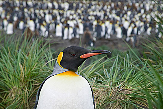 帝企鹅,索尔兹伯里平原,南乔治亚,南极