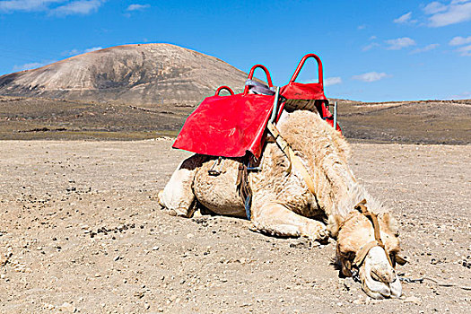 疲倦,骆驼,红色,马鞍,干燥,火山地貌,兰索罗特岛,加纳利群岛,西班牙