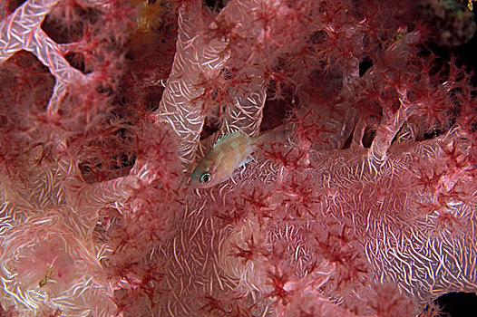 巴布亚新几内亚,雀鲷,隐藏,软珊瑚