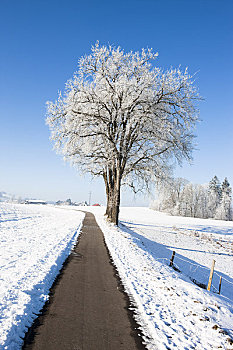 酸橙树,遮盖,白霜,排列,路,人行道,冬天,巴伐利亚,德国