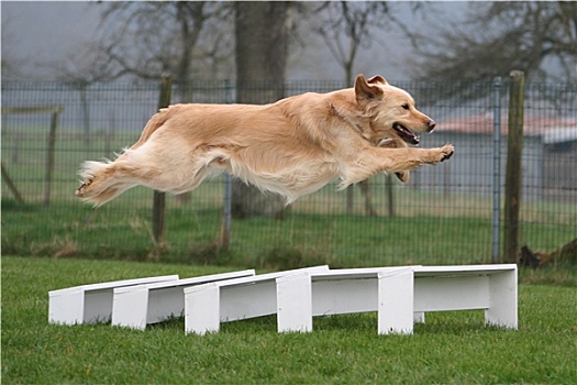 金毛猎犬,敏捷