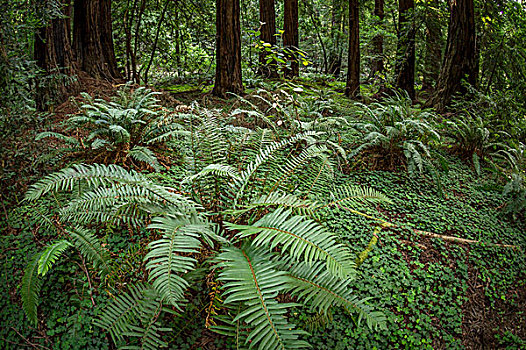 红杉,蕨类,穆尔国家森林纪念地,旧金山,加利福尼亚