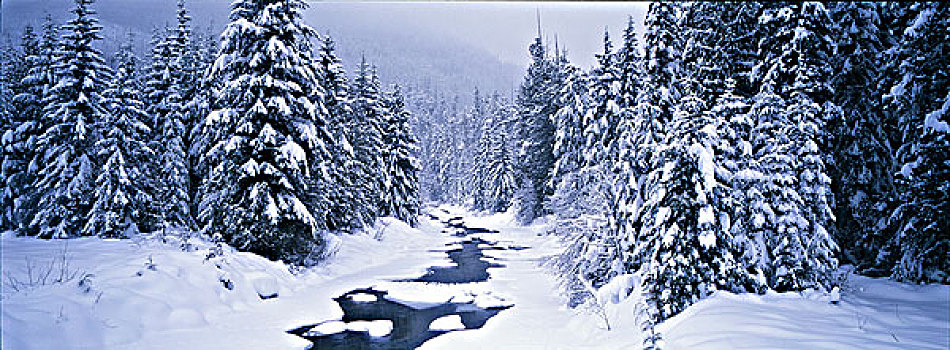 无名,山,溪流,靠近,树林,重,下雪,挨着,阿萨巴斯卡瀑布,南,碧玉国家公园,艾伯塔省,加拿大