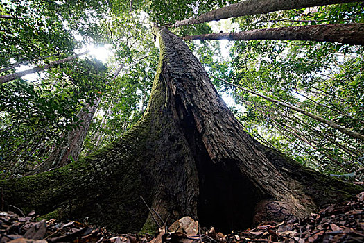 雨林,树,马来西亚