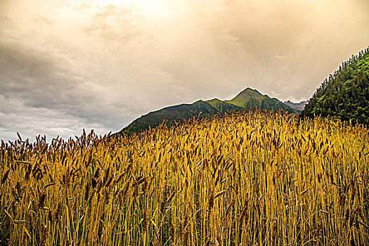 雨崩村风光