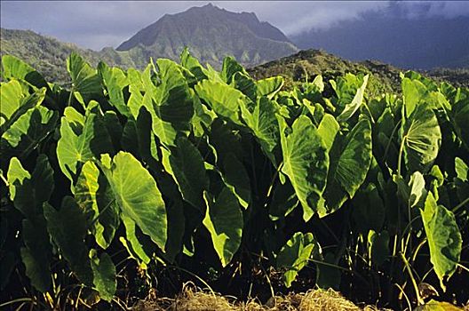 夏威夷,考艾岛,芋头,农作物,山谷