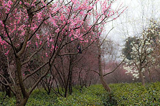 梅花,花朵,梅园,春天,报春