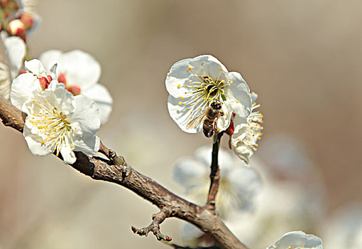 梅花,蜜蜂