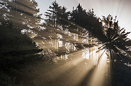 阳光,雾,树,俄勒冈,美国