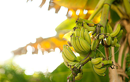 香蕉,树上