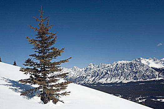 常青树,冬天,斜坡,卡纳纳斯基斯县,艾伯塔省,加拿大