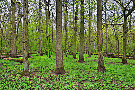 树林,黑森州,德国