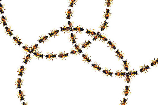 蜜蜂,圆,走,构图