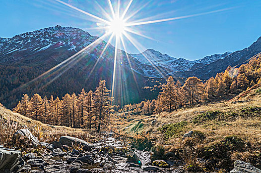太阳,上方,落叶松属植物,树林,阿尔卑斯山,贝特默阿尔卑,瓦莱,瑞士