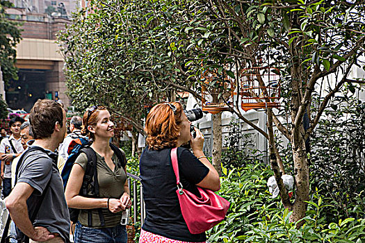 游客,鸟,街道,香港
