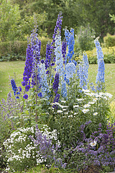 蓝色,白色,多年生植物,边界,飞燕草,燕草属植物