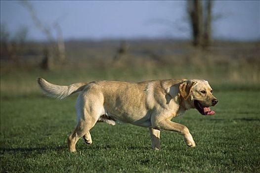 黄色拉布拉多犬,狗,成年,玩,公园