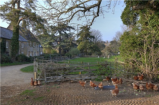 英国,乡村,农场,鸡