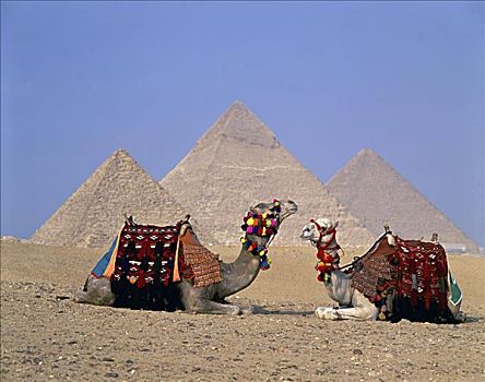 骆驼,吉萨金字塔,埃及