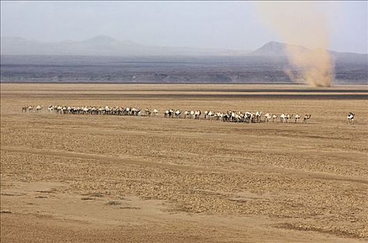 牧群,骆驼,无水,北方,肯尼亚