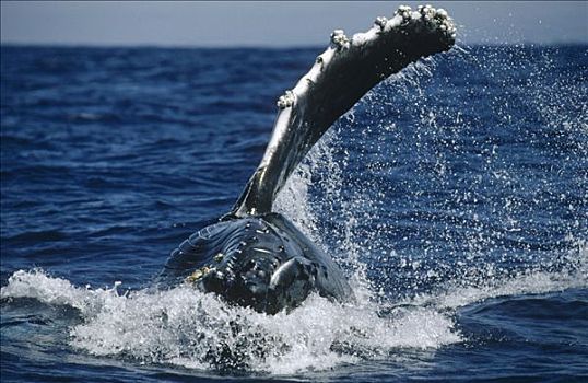 驼背鲸,大翅鲸属,鲸鱼,鳍足,夏威夷
