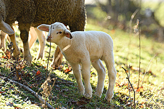 特写,绵羊,羊羔,草地,春天,巴伐利亚,德国
