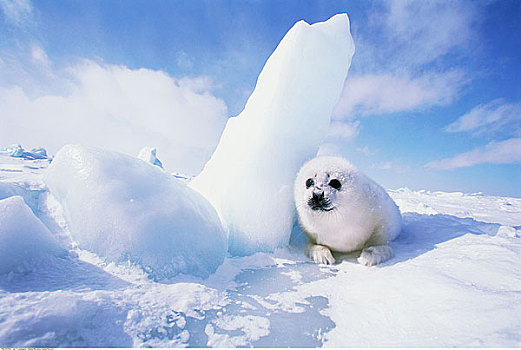 鞍纹海豹,冰,马德琳群岛,魁北克,加拿大