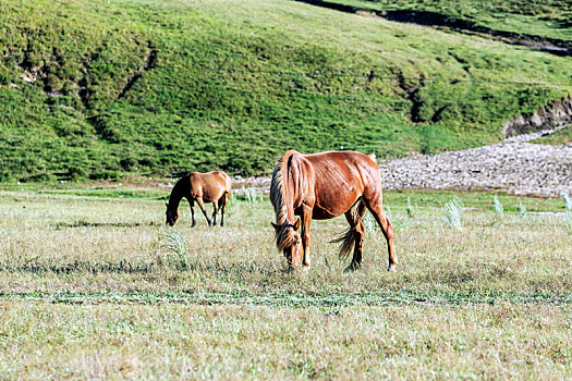 秋天草原上吃草的枣红色马匹