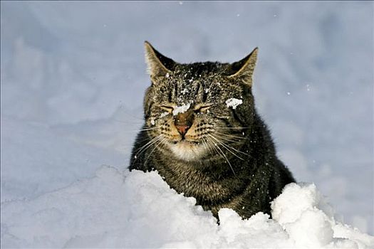 欧洲,猫,雪中