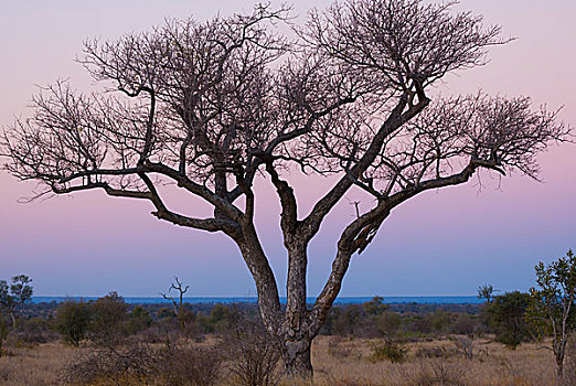 枯木,黄昏,克鲁格国家公园,南非,非洲