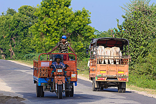 卡车,牛,道路,巴格,区域,缅甸