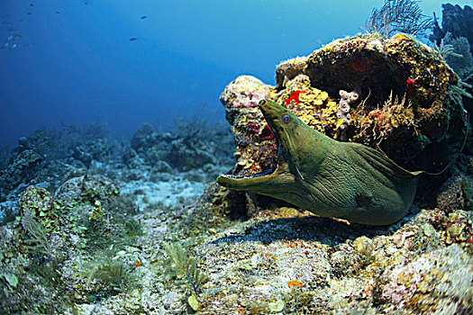 绿色,海鳗,湾,岛屿,加勒比