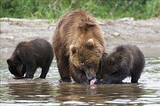 棕熊,母兽,吃,堪察加半岛,俄罗斯