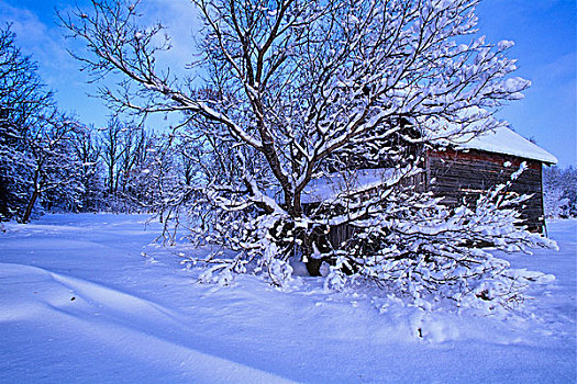 谷仓,积雪,风景,曼尼托巴,加拿大