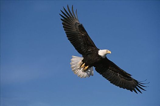 白头鹰,飞行,上方,卡契马克湾,肯奈半岛,阿拉斯加