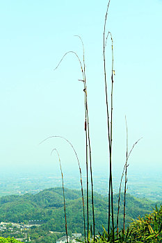 竹梢