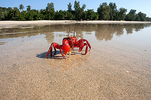 红色,螃蟹,短尾下目,海滩,那布利海滩,若开邦,缅甸,亚洲
