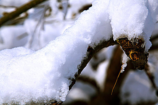 大雪后树梢上的白色雾凇特写