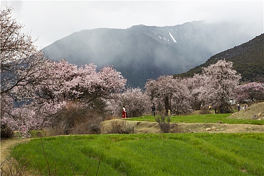 野桃花观赏圣地索松村