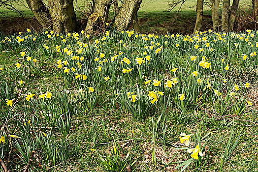水仙花,开花,北方,约克,国家公园,北约克郡,英格兰