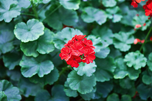 花朵局部特写