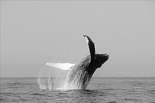 阿拉斯加,驼背鲸,鲸跃,黑白照片